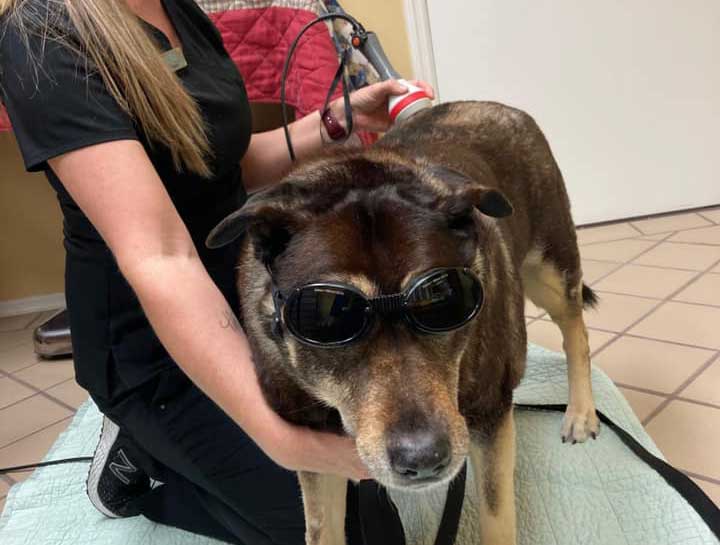 Laser Therapy for Pets